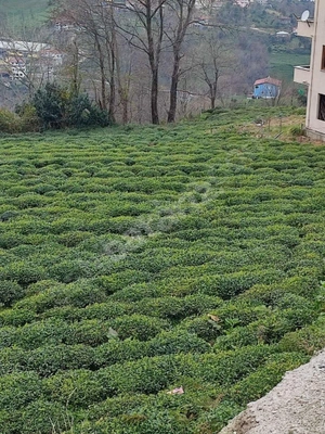Küçük Resim